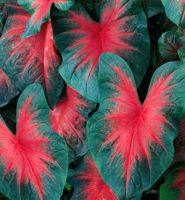 Caladium Fancy Leaf John Peed